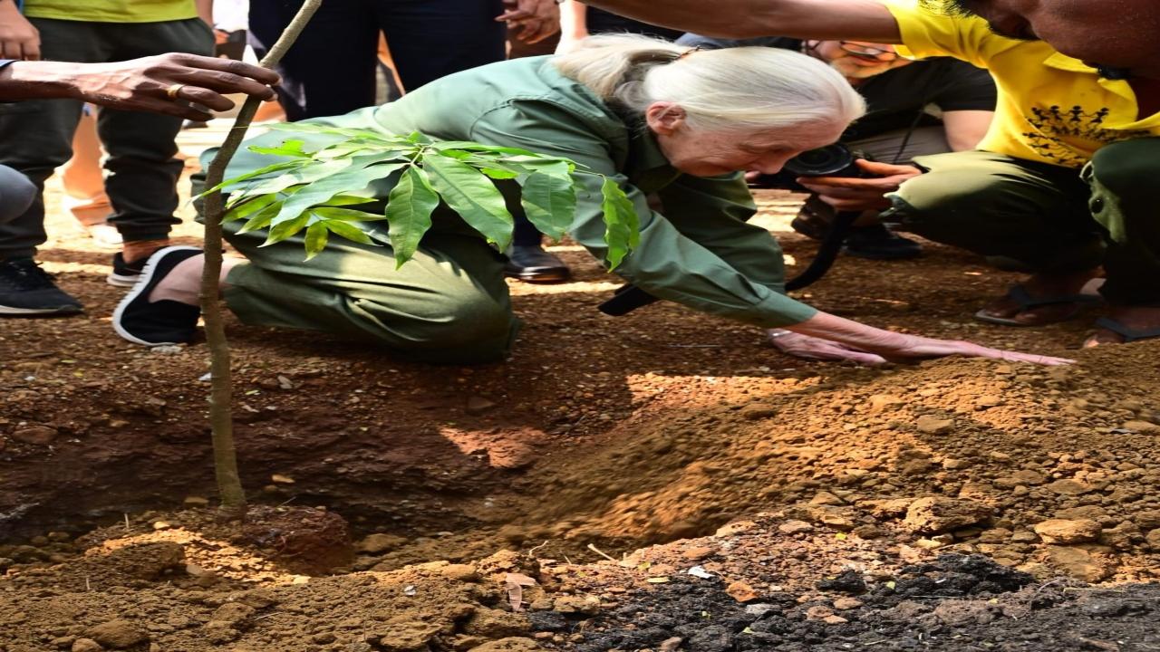 The primatologist shared insights from her decades of experience in animal conservation and the need for greater protection of wildlife habitats globally