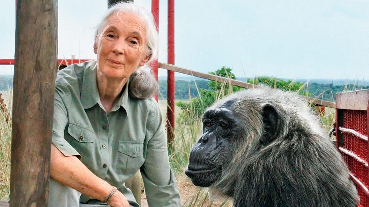 Jane Goodall with a rehabilitated chimpanzee in Congo