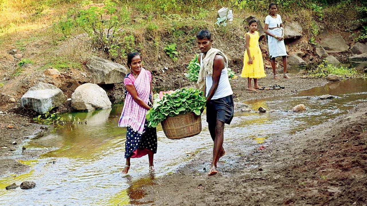 Tribals wash radishes in a stream to make ends meet, at Kausawadi