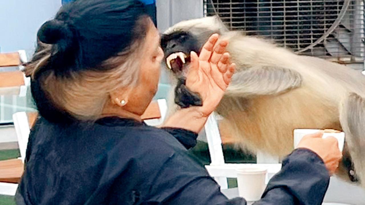 Mumbai: Bandra club member survives monkey attack