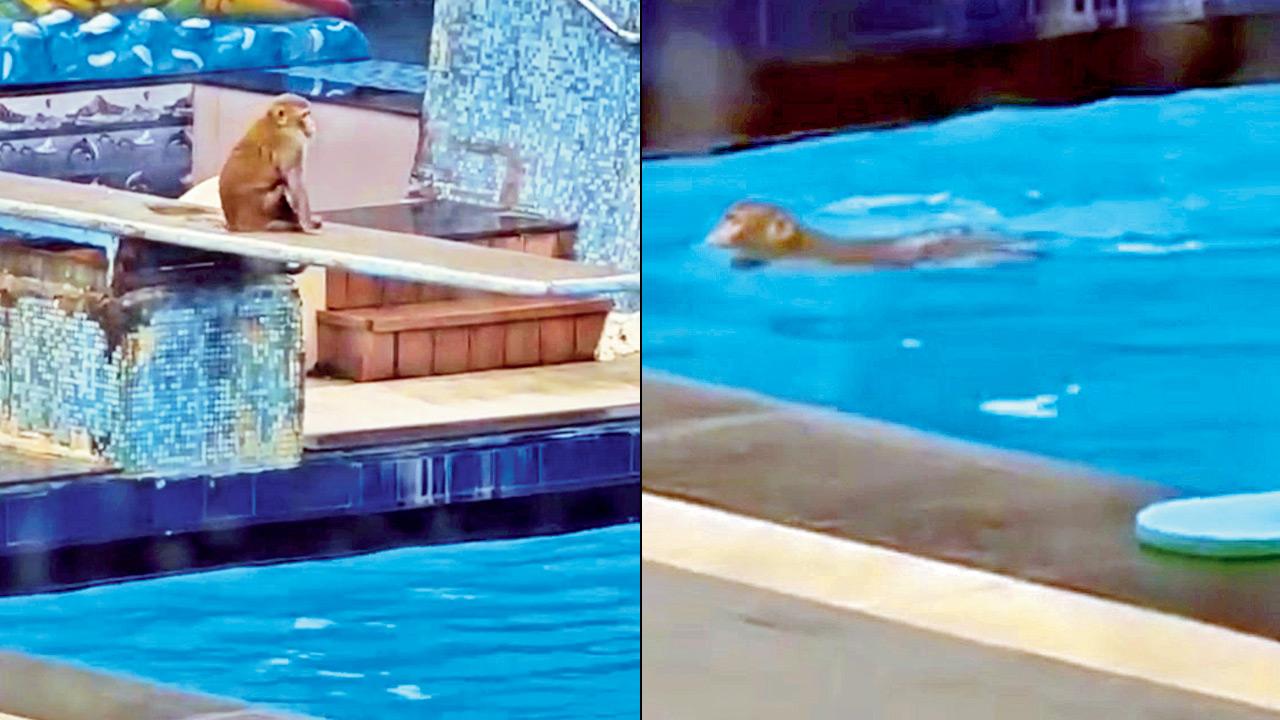 A monkey cools off in the Khar Gymkhana swimming pool a month and a half ago; (left) the simian on the diving board at the club