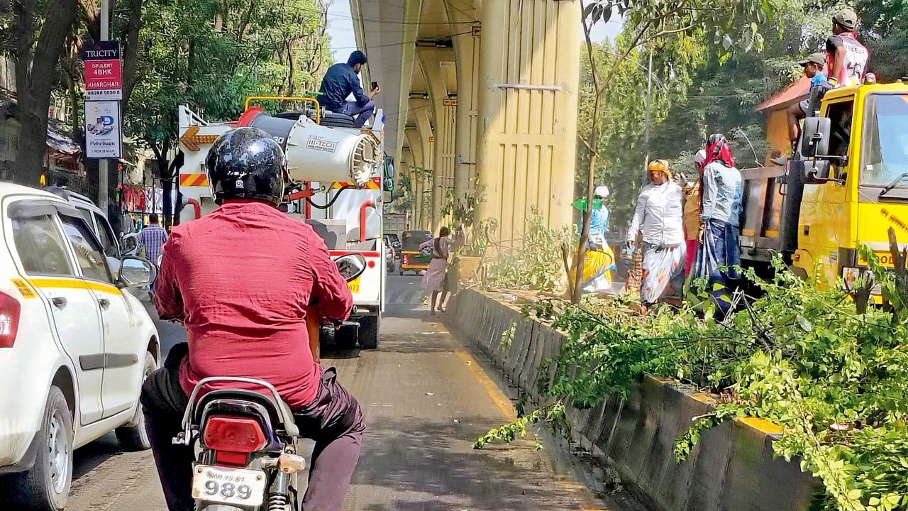 Trimming of plants on the road dividers by contractual staff