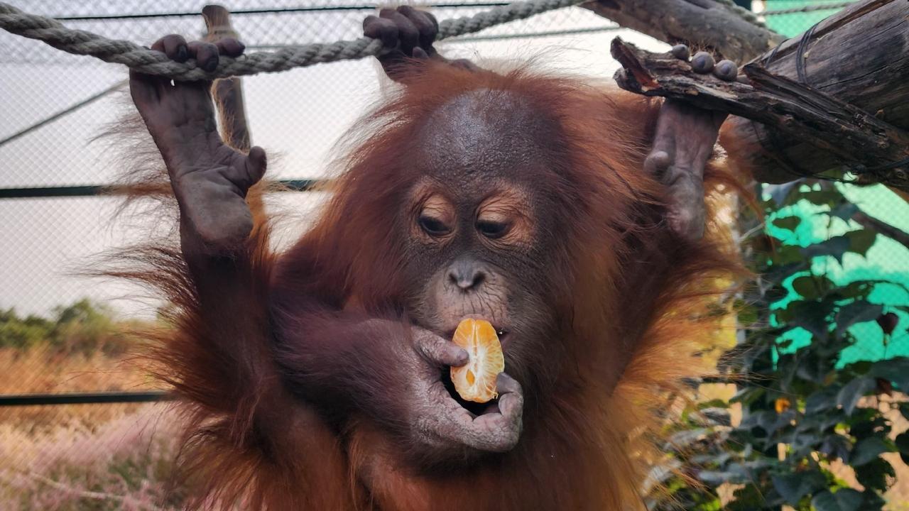 Orangutan, exotic reptiles seized in Dombivli raid moved to Nagpur