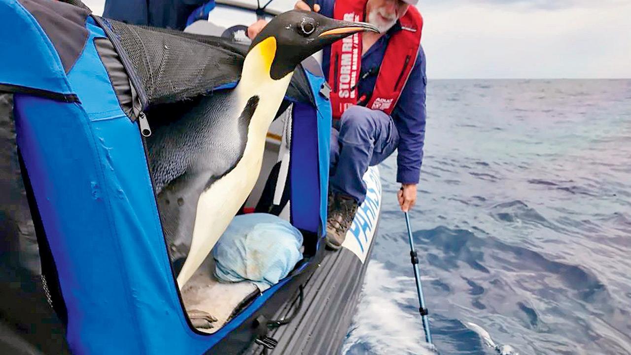 Penguin found on Australia beach returns to sea