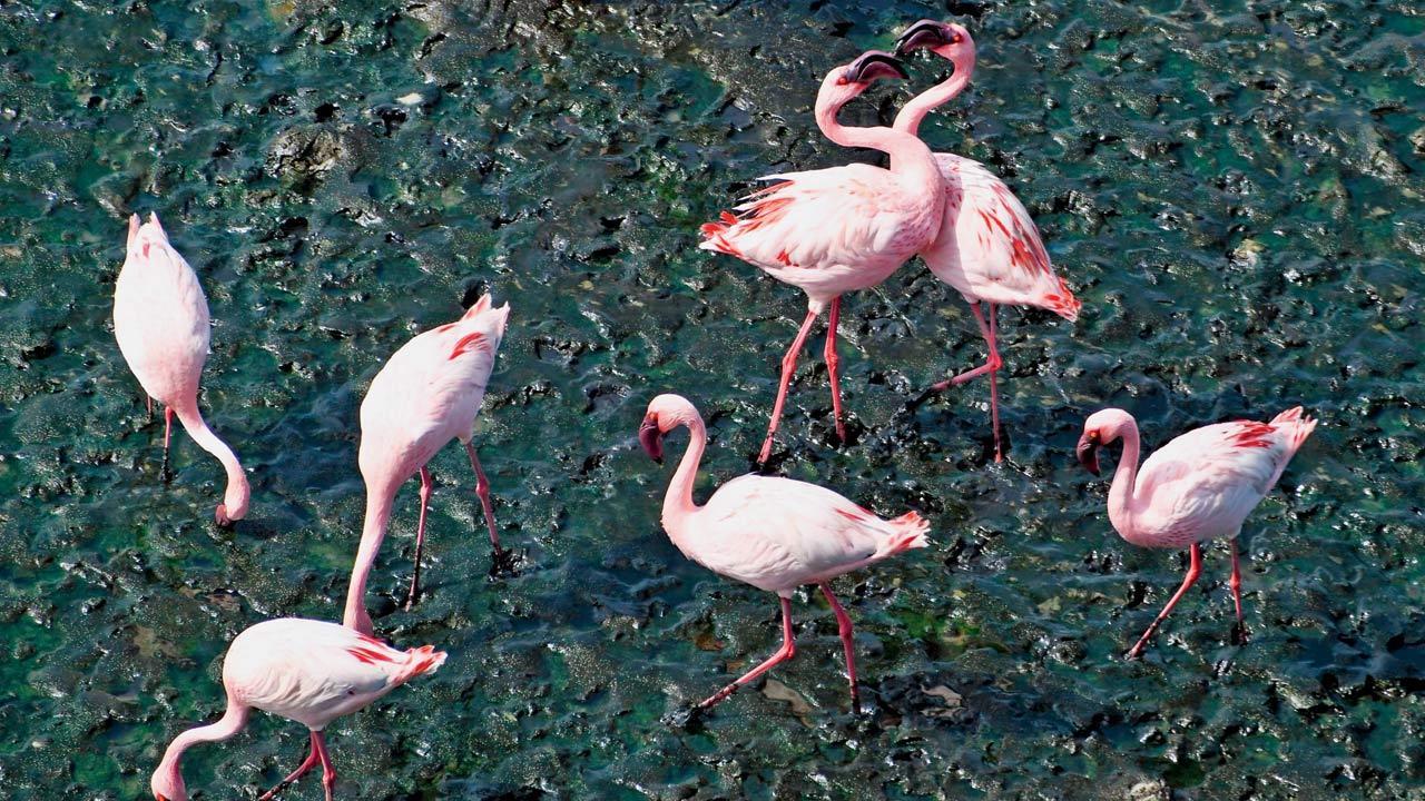 Spot flamingos at these places in Mumbai or sign up for these guided tours