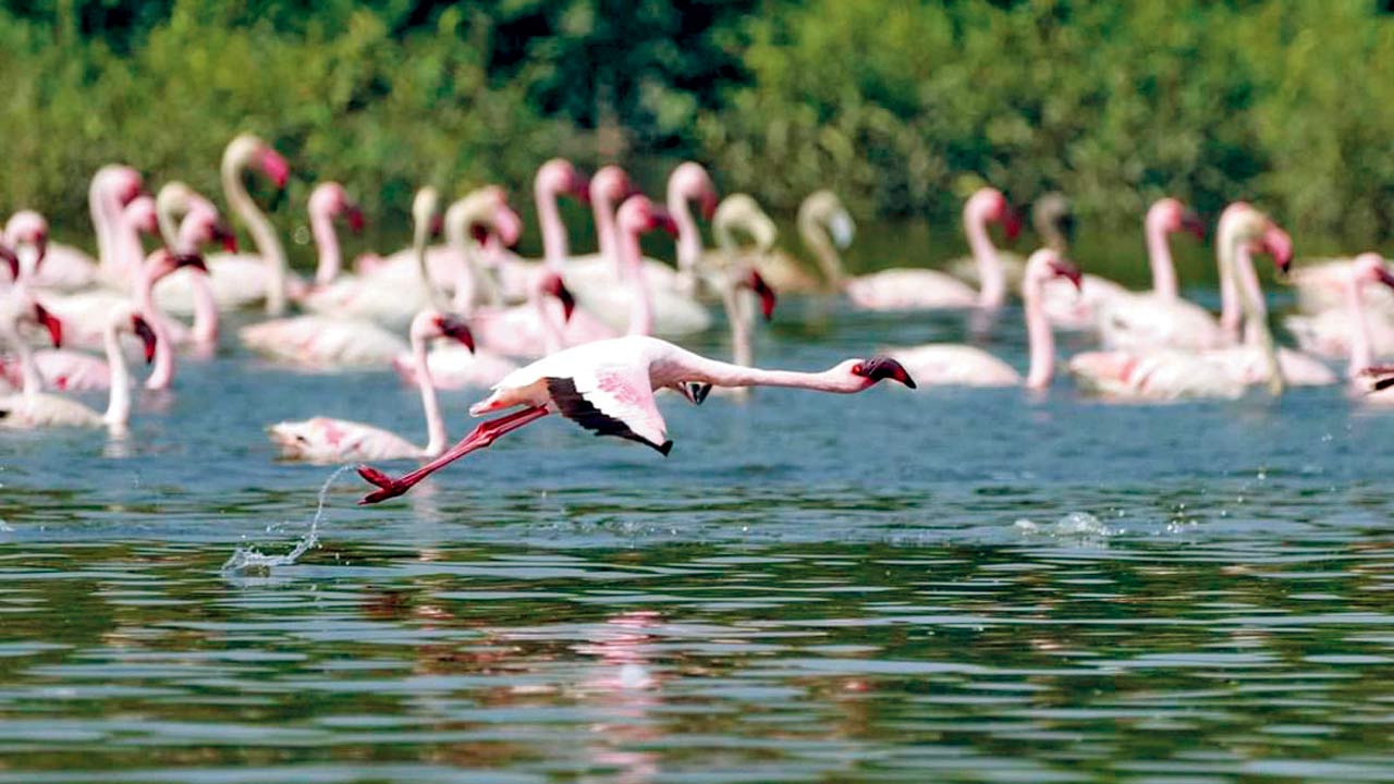 Flamingos at the Bhandup spot. Pic Courtesy/Jitender Chandolia