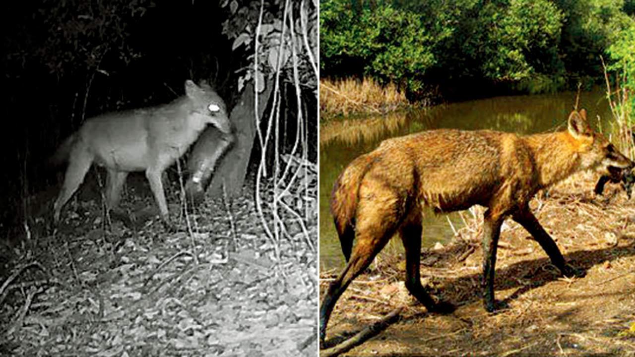 Mumbai: Plastic part of urban golden jackals’ diet