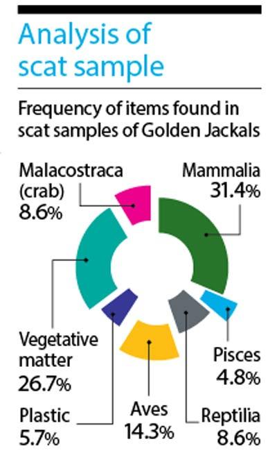 What analysis of  scat sample revealed