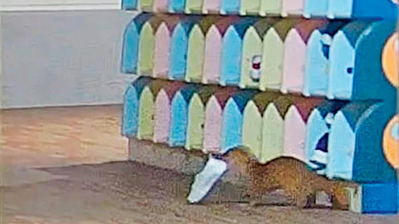 Shoe thief in Japan turns out to be a weasel