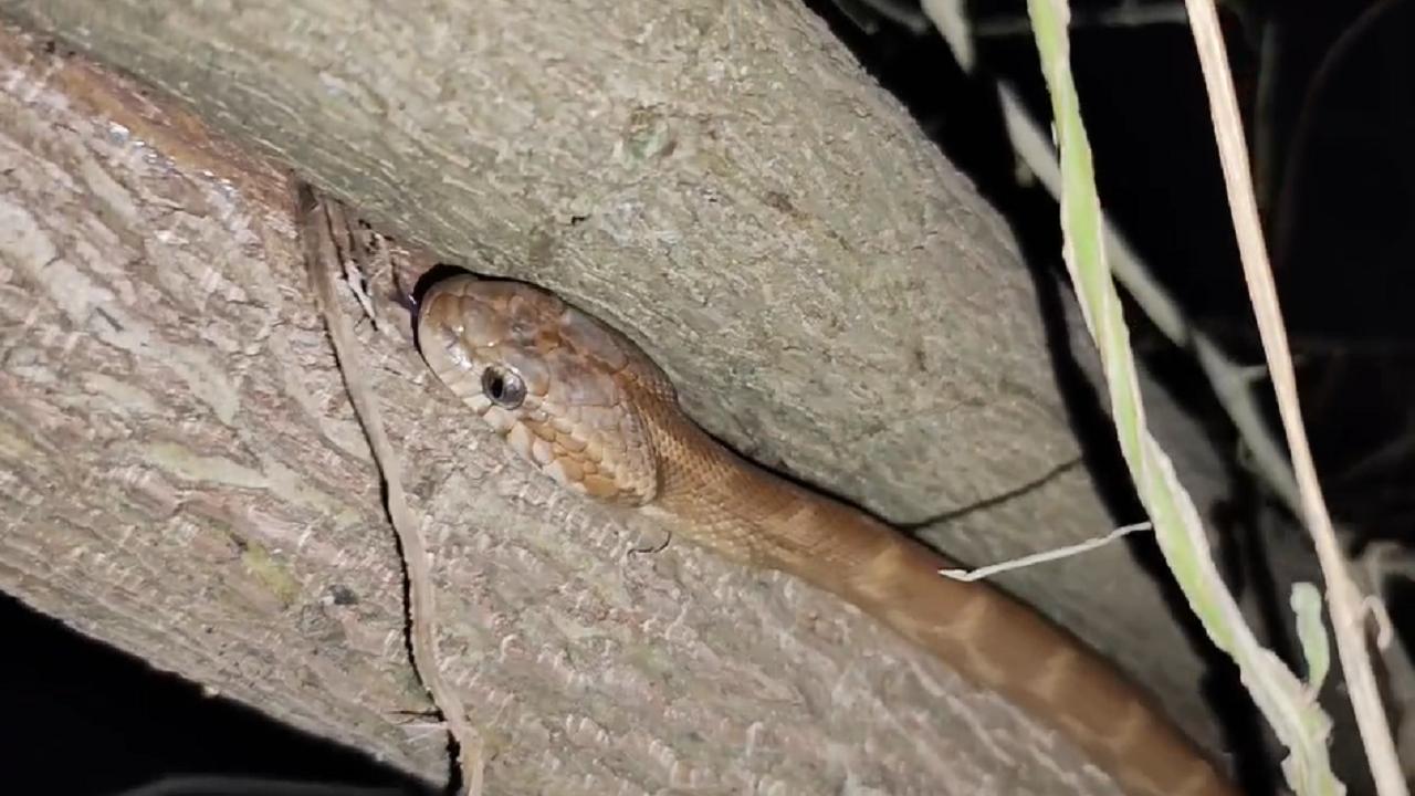 Mumbai: Forsten's cat snake rescued from residential building; watch video