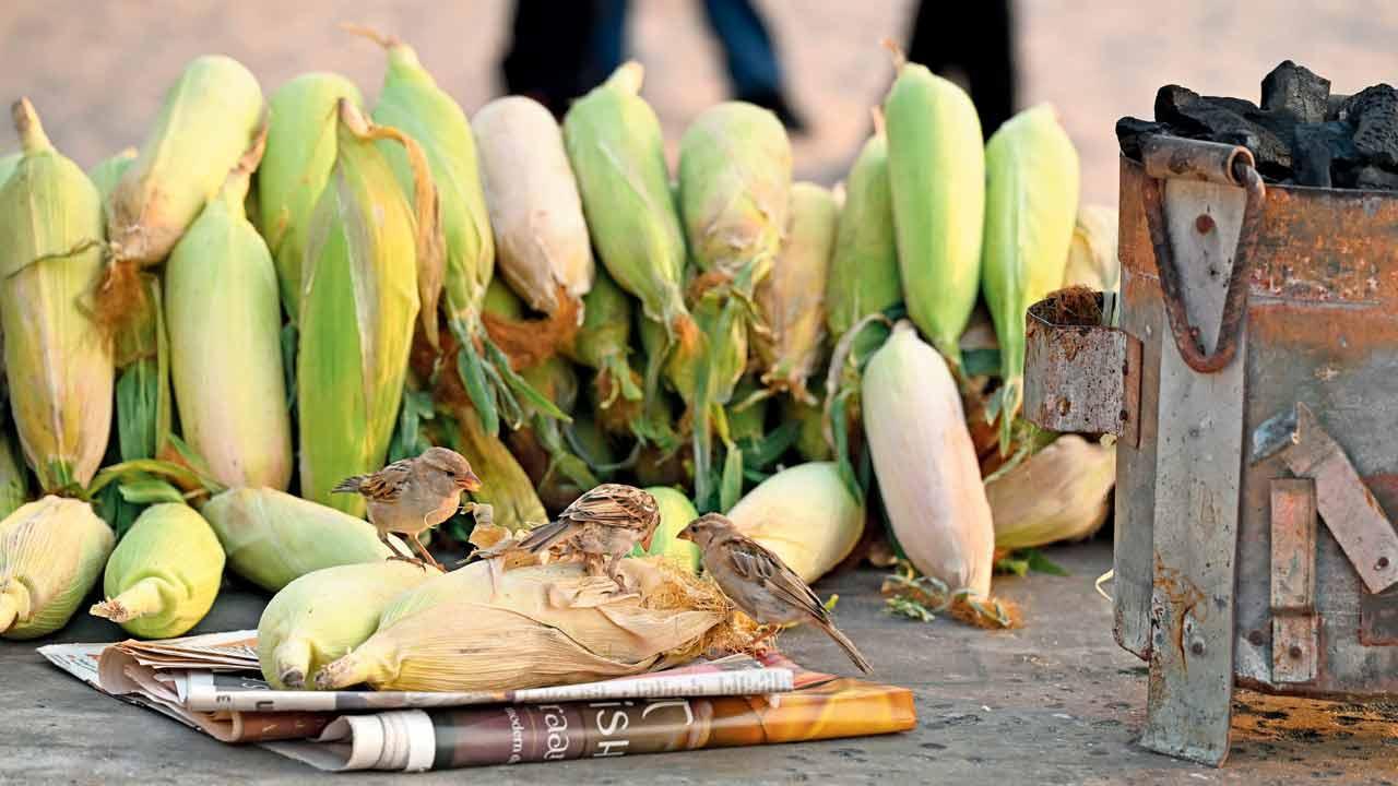 Mumbai Diary: Friday Dossier
