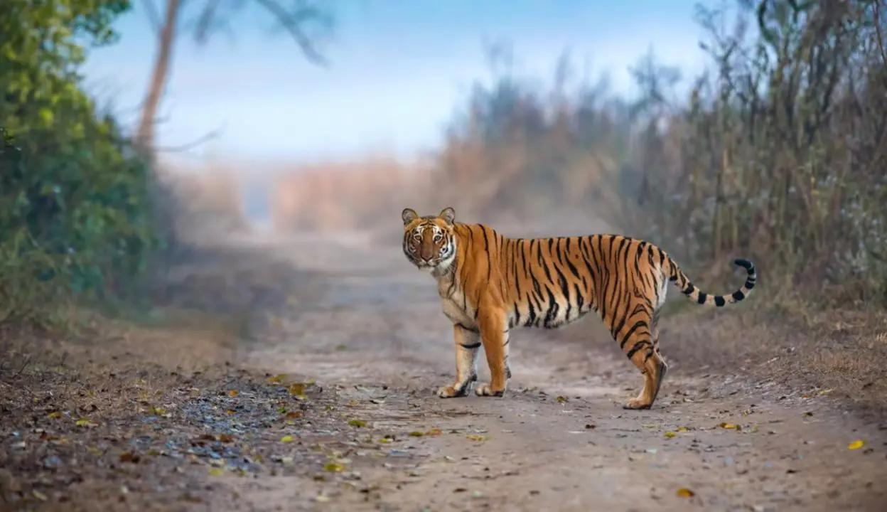 Rajasthan villagers, in retaliatory attack, kill tiger of Ranthambore Reserve