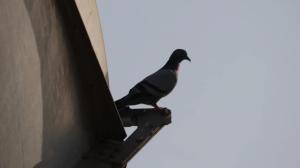 Stop feeding pigeons! Mumbai docs say the bird`s dropping can cause pneumonia