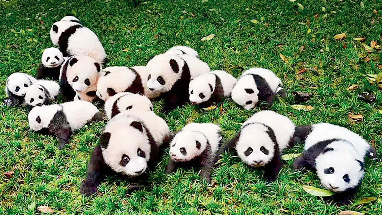 China’s panda population rises to 1,900