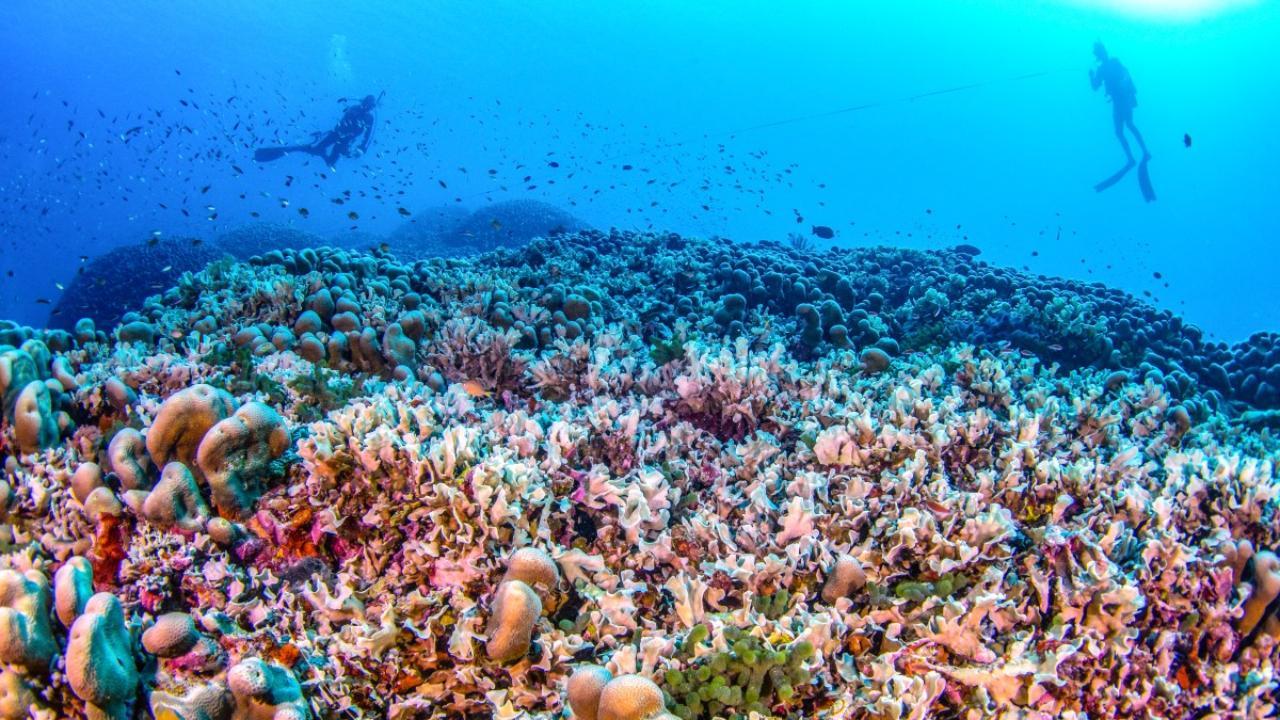  Divers swimming over the world's largest coral located near the Pacific's Solomon Islands (Pics: AFP/National Geographic Pristine Seas)