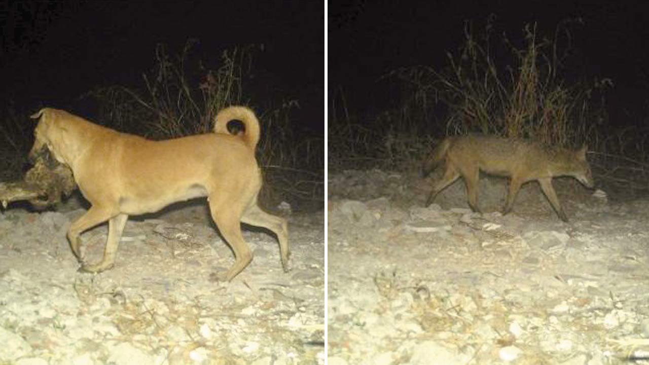 A free-ranging dog (left) and a golden jackal photographed at the same location