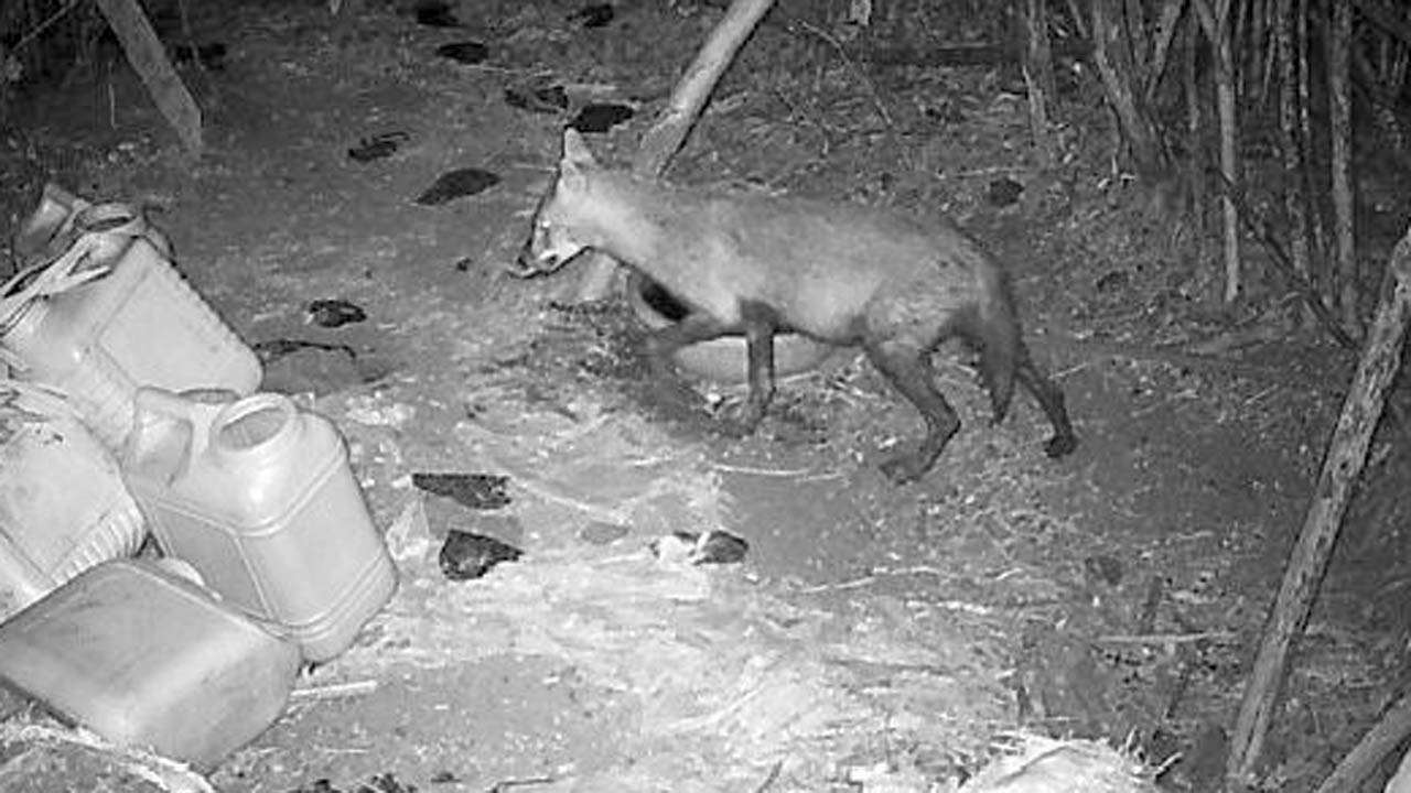 A jackal seen near a human settlement in Navi Mumbai