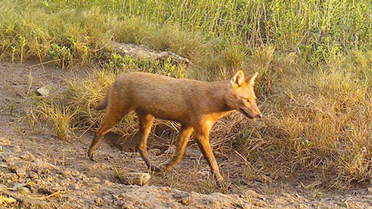 First suspected case of jackal-dog hybridisation recorded in Mumbai