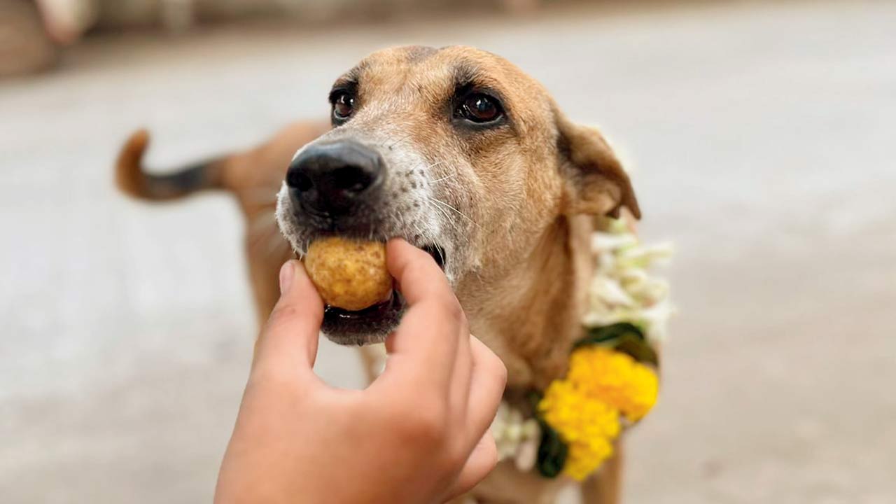 A stray dog enjoys its Diwali treat 