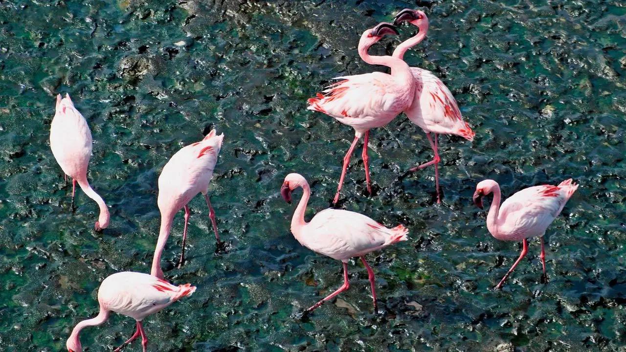 Flamingos at the Thane Creek Flamingo Sanctuary