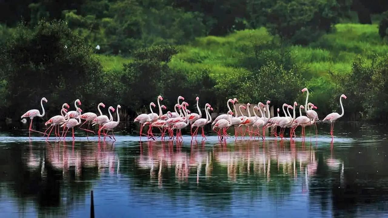 Bhandup Pumping Station Bird Watching Area: A year-round hub for bird watchers, this spot in Mumbai draws thousands of flamingosNovember end onwards. This bird-watching haven is also home to migratory and resident species like Rosy starling and Painted stork.AT: Bhandup Pumping Station Bird Watching Area, Mulund East.Pic Courtesy: Sreekumar Krishnan