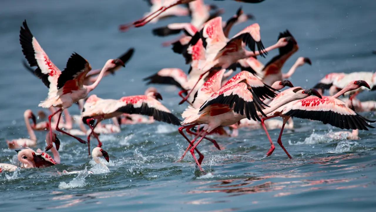 TS Chanakya Lake: In November generally towards the end, small flocks of flamingos begin to arrive, testing the waters of Navi Mumbai’s Karave coast and inter-tidal lakes after travelling nearly 1,000 kilometres.AT: TS Chanakya Birding Point, outside TS Chanakya Indian Maritime University Campus, Navi Mumbai.Photo Courtesy: Vidyasagar Hariharan