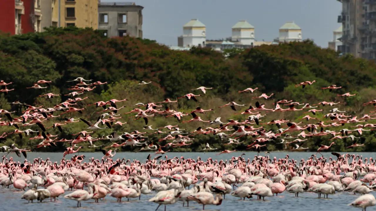 Creekside colours: This guided flamingo boat tour by a professional naturalist, invites participants to experience winter migratory waters along the creeks. Guests are encouraged to wear muted tones to blend with the surroundings, while binoculars will be provided for close-up view of the spectacular birdlife.FROM December 1 onwards MEETING POINT Flamingo Boat Safari Entry, Mulund East. LOG ON TO theterntravellers.comCOST R899 onwards Photo Courtesy: Vidyasagar Hariharan
