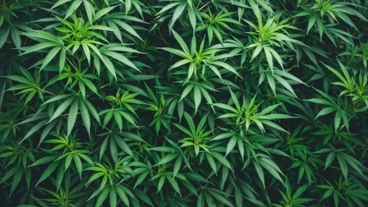 Maharashtra: 2,816 kilograms of ganja crop worth Rs 5.63 crore seized from Dhule farm plot by Mumbai Police
