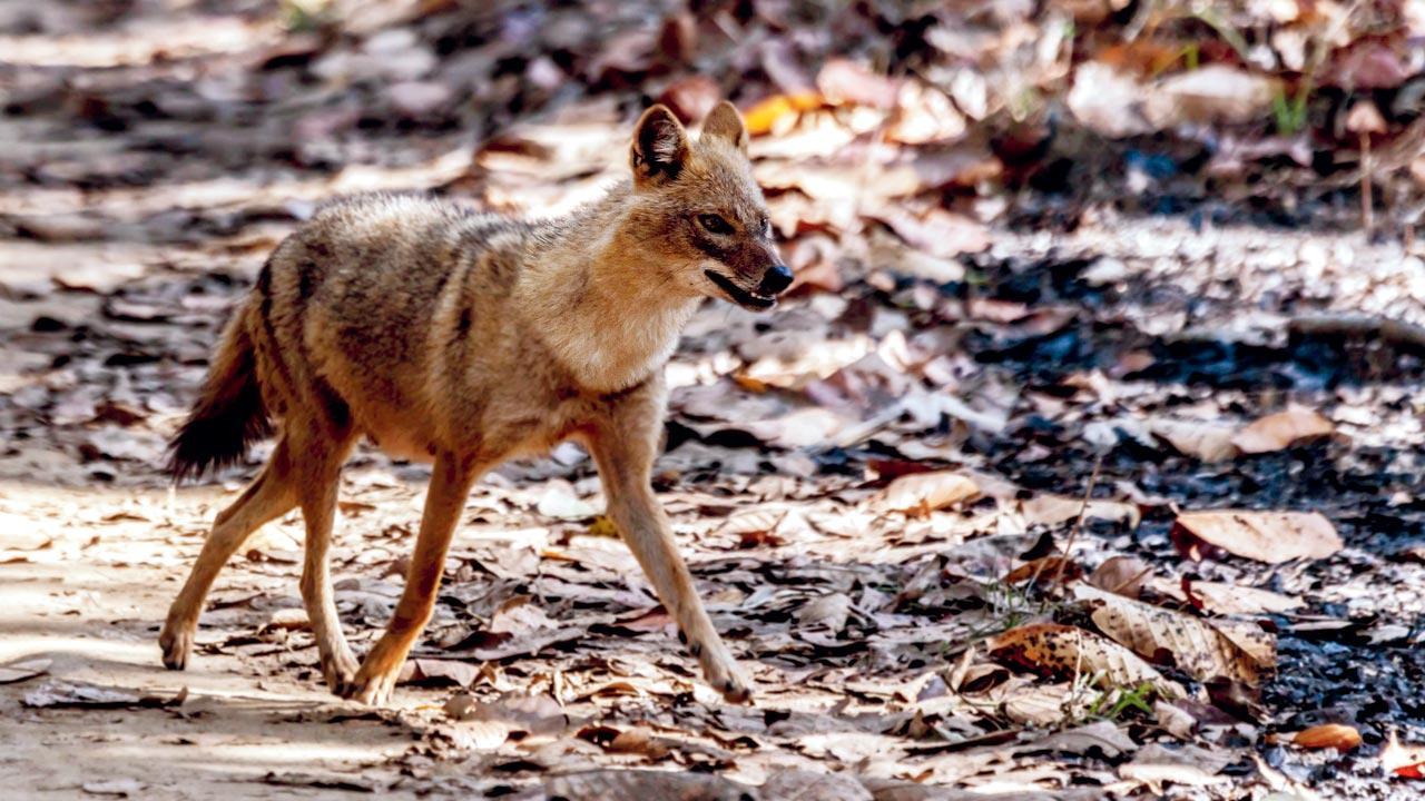 Forest dept forms committee to investigate jackal deaths