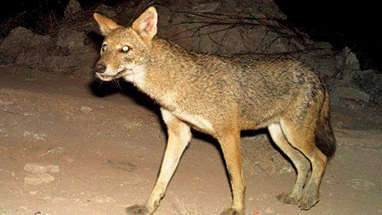 Mid-Day Impact | Mumbai: Panel to curb rabies in jackals