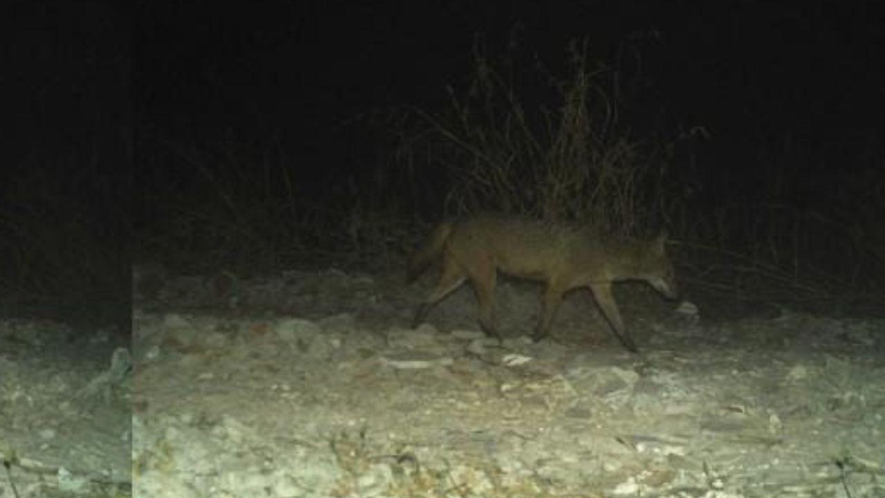 Analysis of their scat indicates that 31.4 per cent of their diet consists of mammals, while 26.7 per cent is made up of plant matter. Additionally, the diet includes 14.3 per cent birds, 8.6 per cent crabs and 8.6 per cent reptiles, with 4.8 per cent being fish