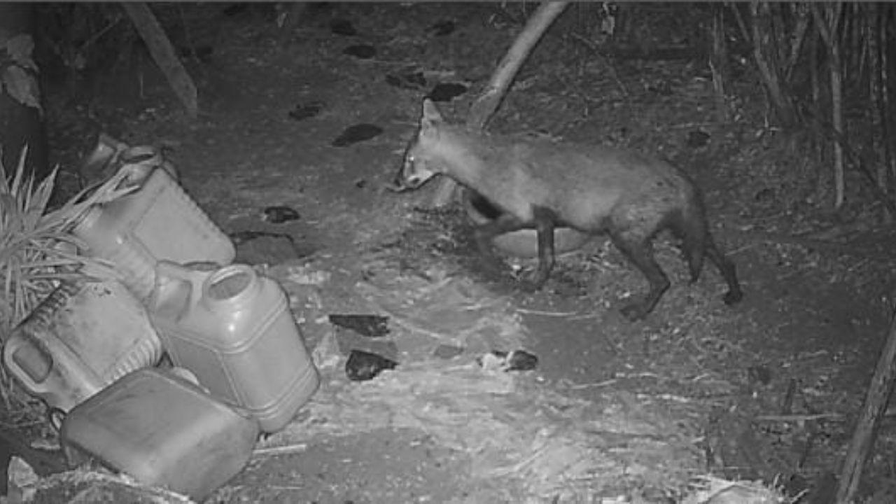 Alarmingly, the analysis also found that 5.7 per cent of the scat contained plastic materials