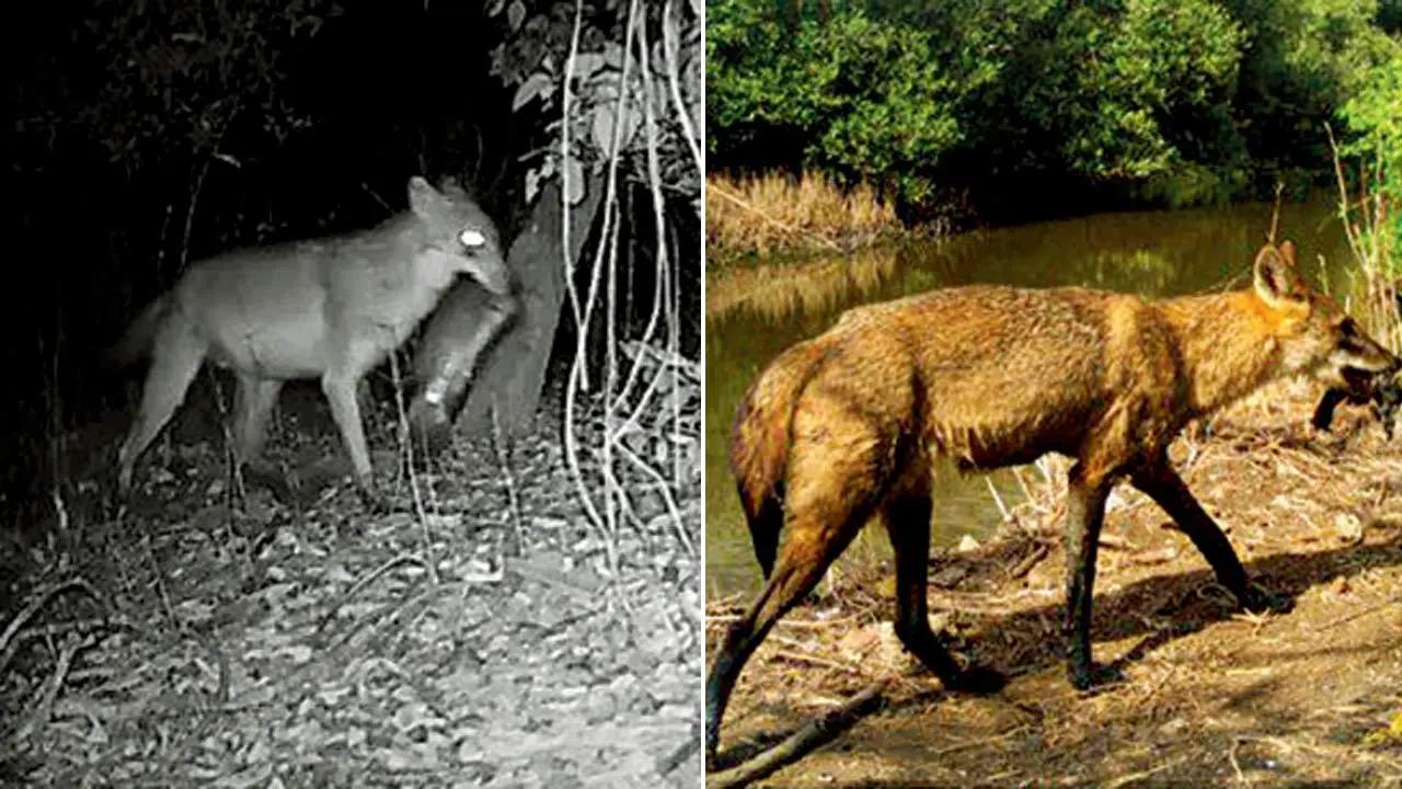 “The activity pattern shown by golden jackals in the study site was primarily nocturnal, with peaks during dawn and dusk, inversely proportional to human activity. Golden jackals showed temporal overlap with free-ranging dogs, highest in the Thane Creek Flamingo Sanctuary and lowest in West Mumbai,” said Nikit Surve