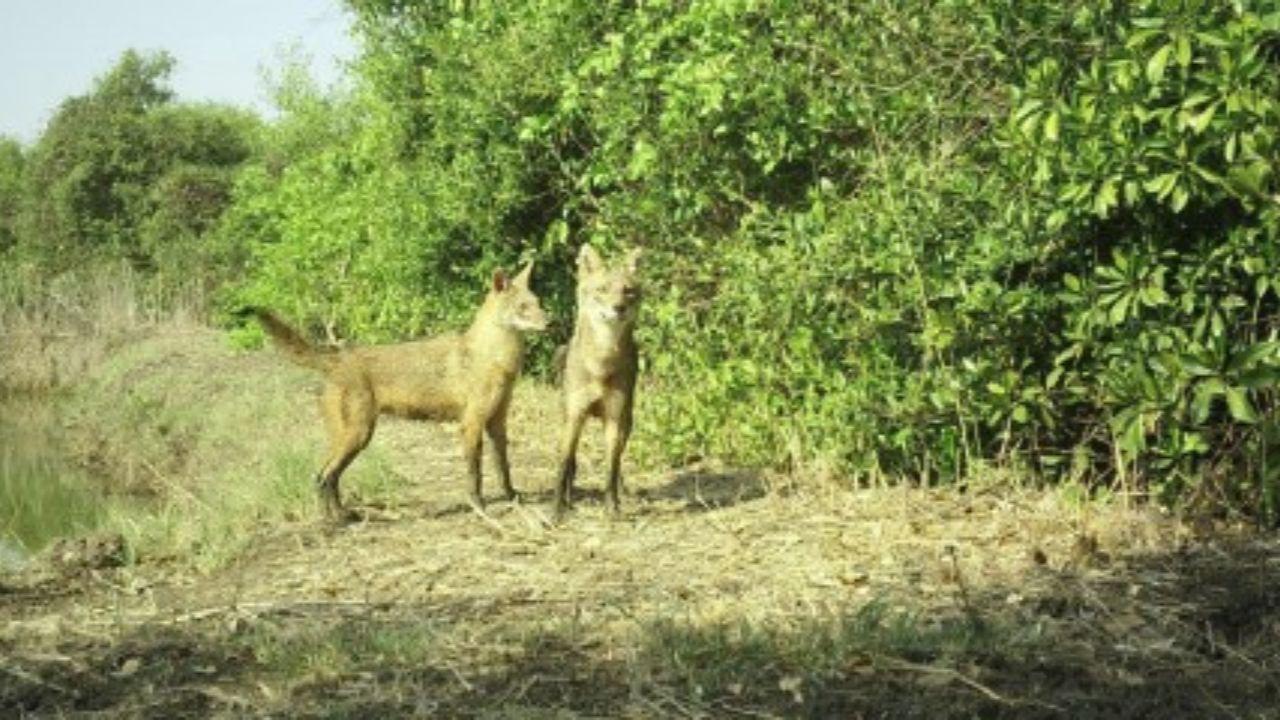 Wildlife Researcher Nikit Surve from Wildlife Conservation Society India said that the research has provided valuable information about golden jackals’ distribution, diet, and interaction patterns with humans and domestic dogs. It has also documented other mammalian species found in this habitat