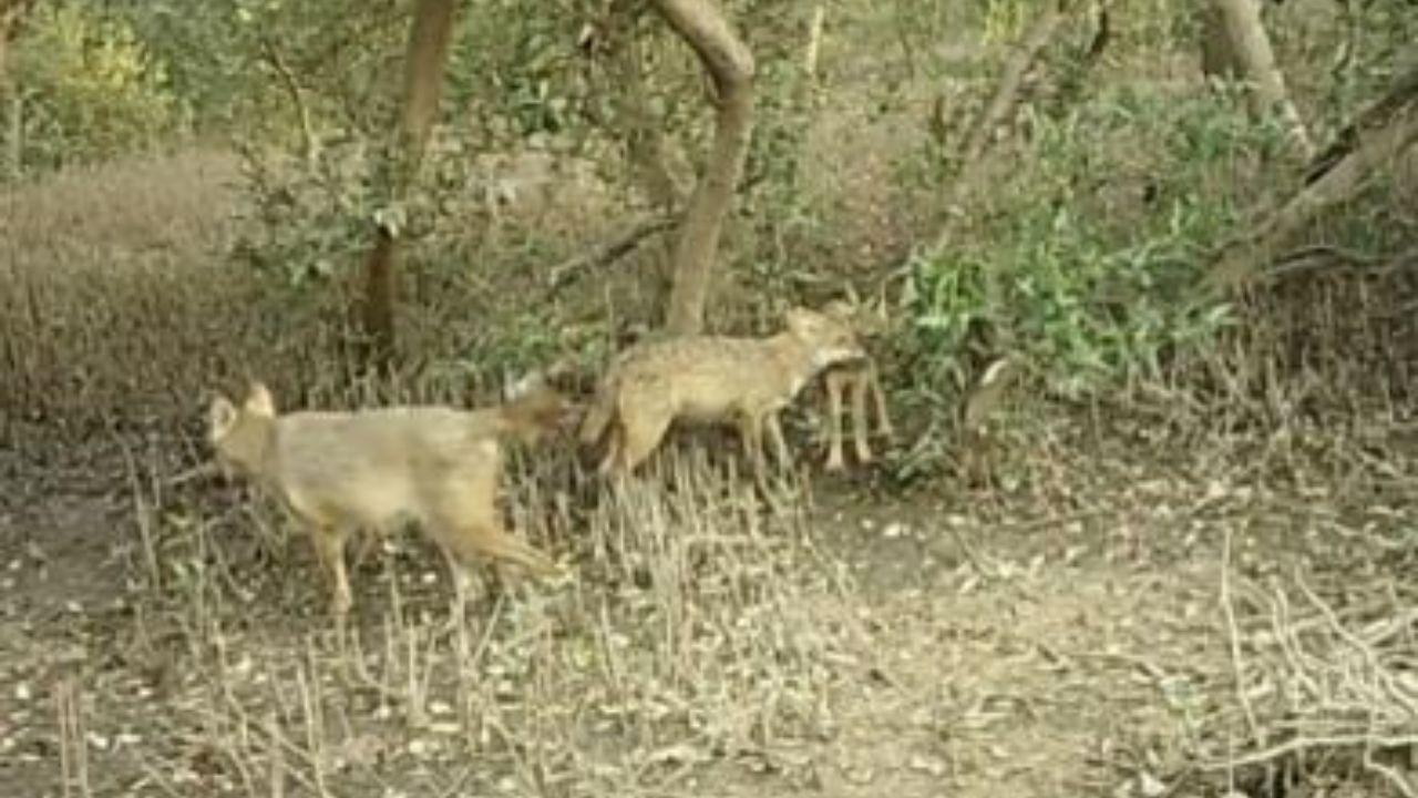 “We collected a total of 38 scats over five months, from January 2023 to May 2023. In vegetative matter, seeds of Indian jujube (Ziziphus Mauritiana) could also be identified; along with a few different seeds. There have been a few incidents where we have come across small plastic particles in their scat,” the report states