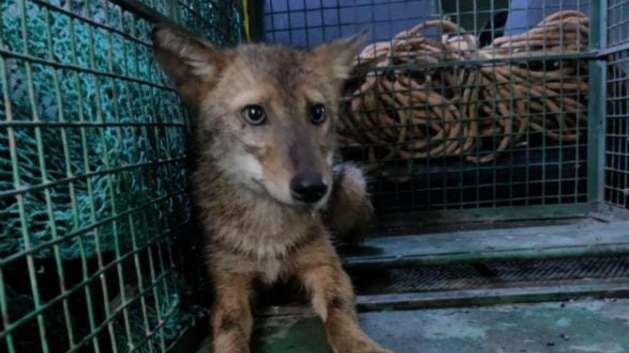 Amongst the wild canids found in India, golden jackals are the most widespread species, occupying varied habitats ranging from forests and grasslands to agricultural landscapes. The mangrove ecosystem is one unique habitat used by golden jackals