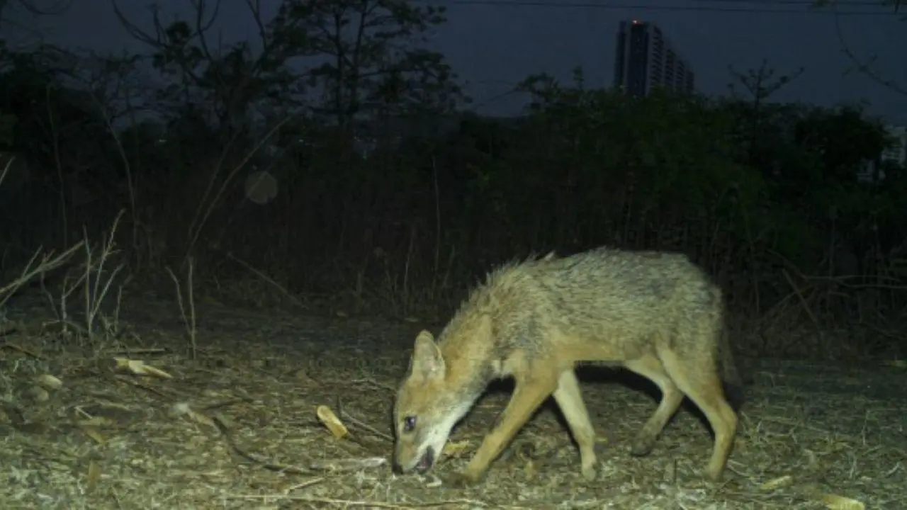IN PHOTOS: Plastic found in the diet of Mumbai's golden jackals