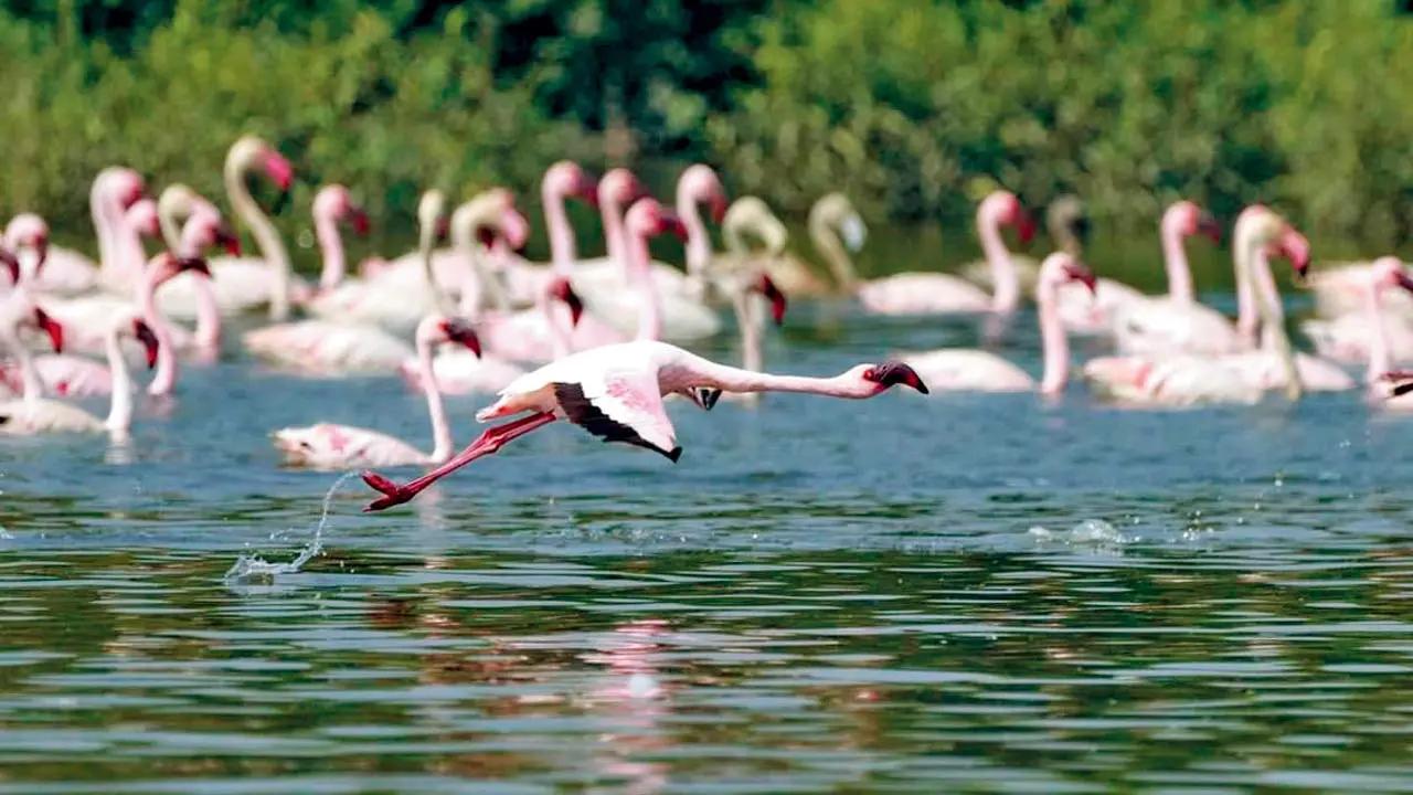 Thane Creek Flamingo Sanctuary: This tidal estuary, located at the mouth of the Ulhas River, and designated Ramsar-protected site offers views of flamingos. Explore the sanctuary by beginning their journey at the Coastal and Marine Biodiversity Centre Museum.AT: Mangrove forest, Coastal Marine Biodiversity Centre, Airoli Creek, Diva Nagar Road, Airoli.Pic Courtesy: Jitender Chandolia