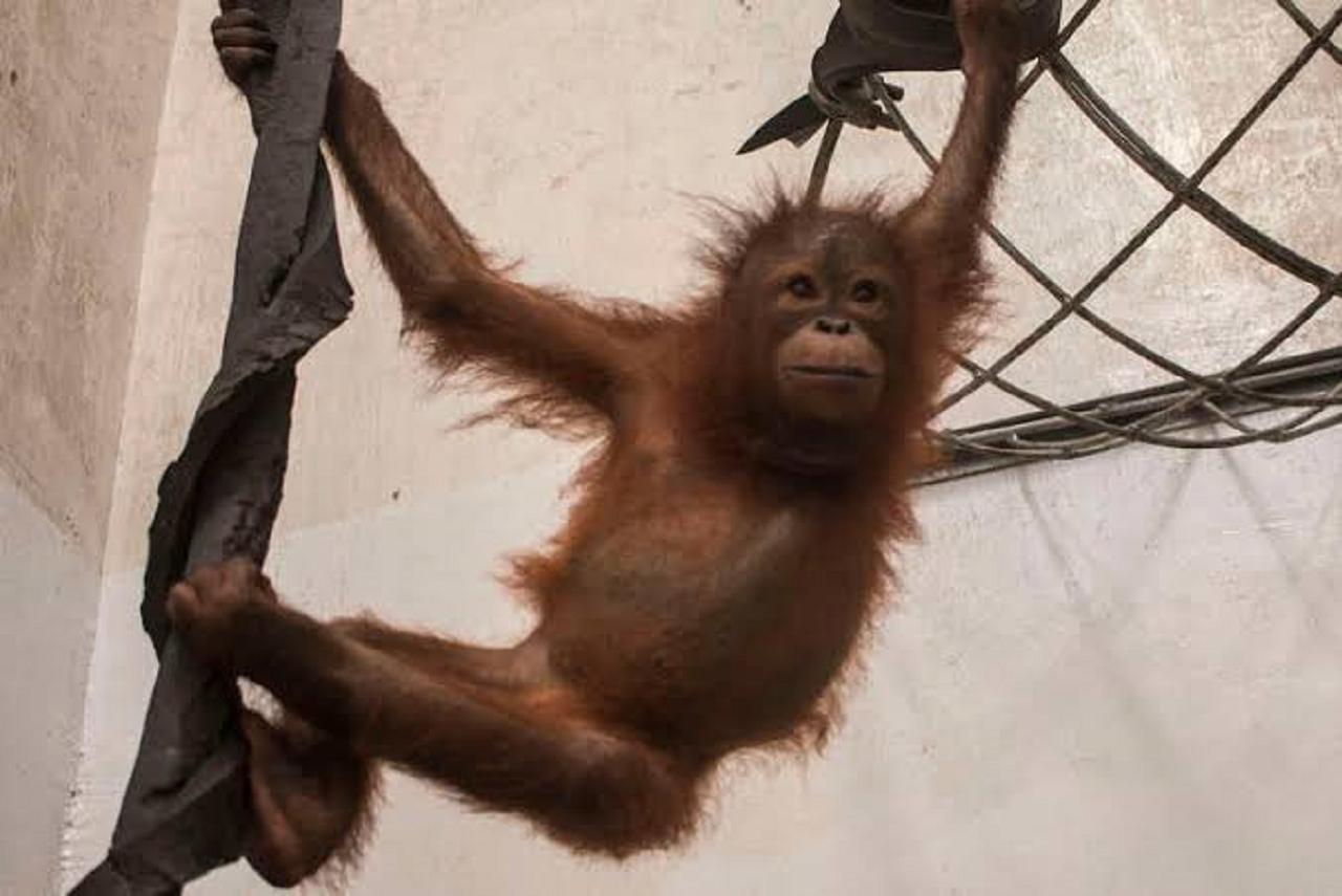 Thane: Authorities seize exotic species in Dombivli, including orangutan and reptiles; watch video