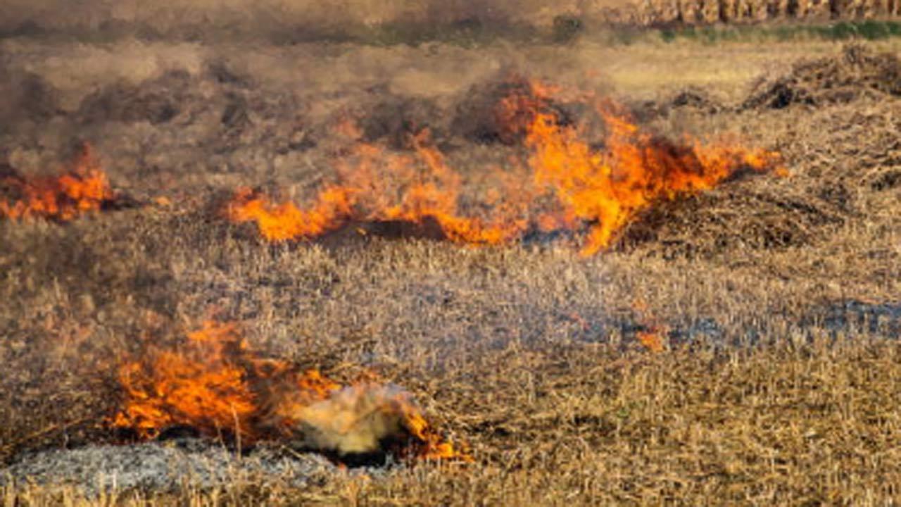Punjab records highest single-day stubble burning incidents with 1,251 farm fires