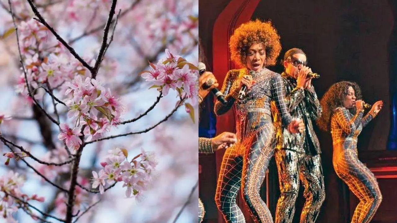 IN PHOTOS: What to expect at the Cherry Blossom Music Festival in Shillong