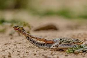 Rare snake discoveries highlight Dudhwa National Park`s rich biodiversity