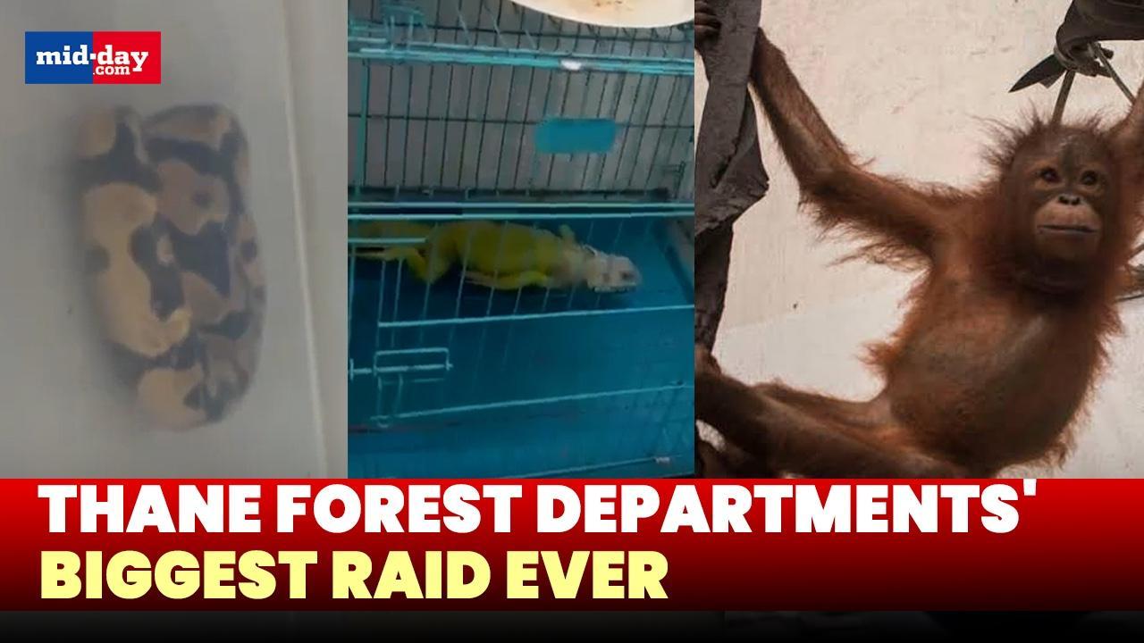 Thane Forest Dept conducts raid, seize several species of wild animals