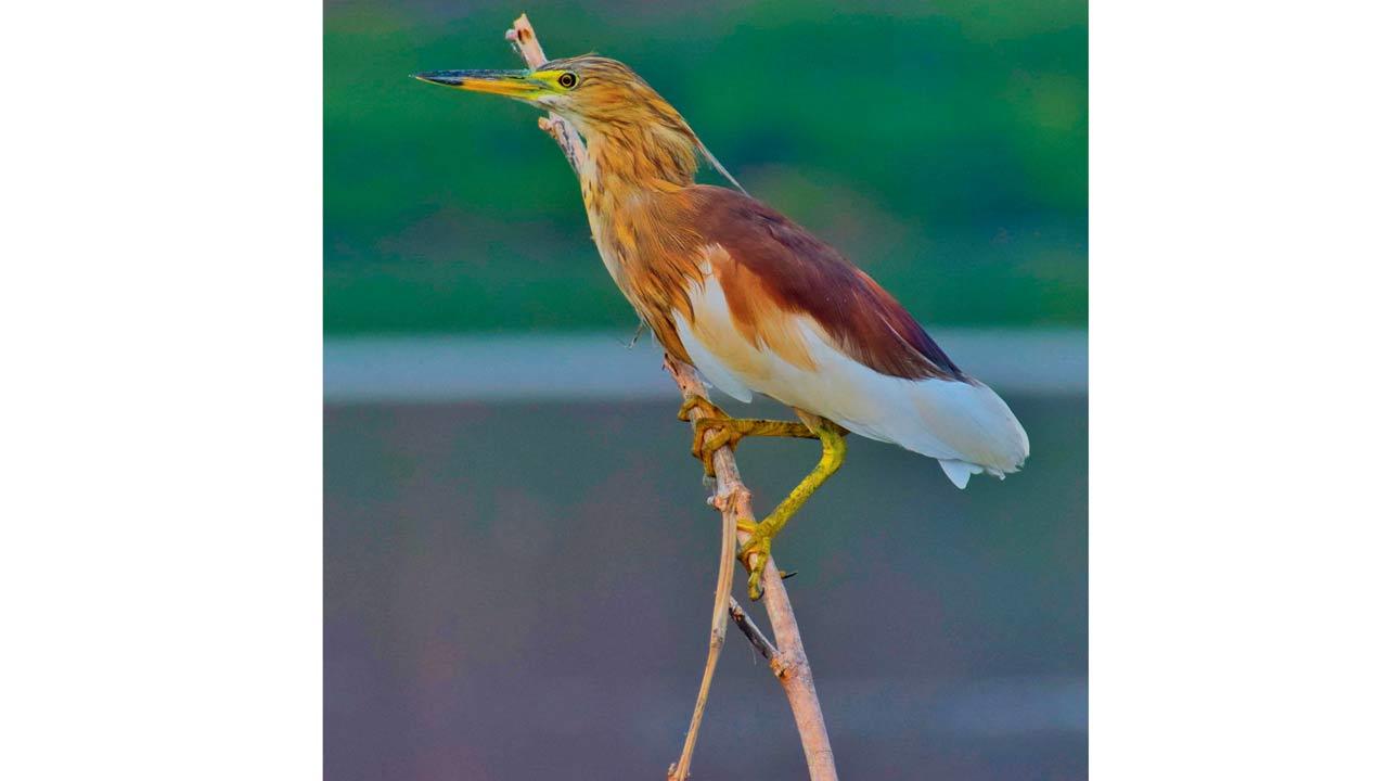 Indian pond heron. Pic Courtesy/Sachin Rane