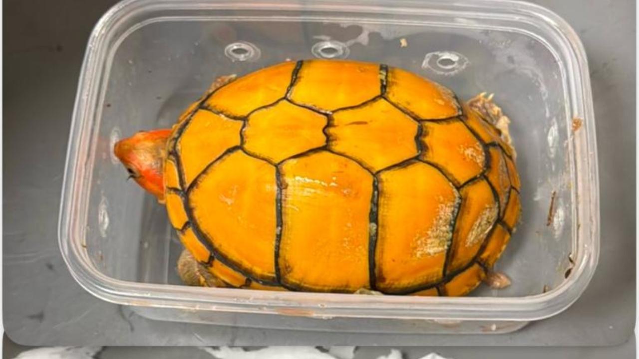Exotic turtles seized at Mumbai airport, two passengers held for wildlife smuggling