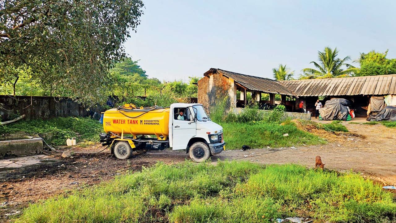 Cattle owners claim they are spending Rs 3,000 daily for drinking water for cattle 