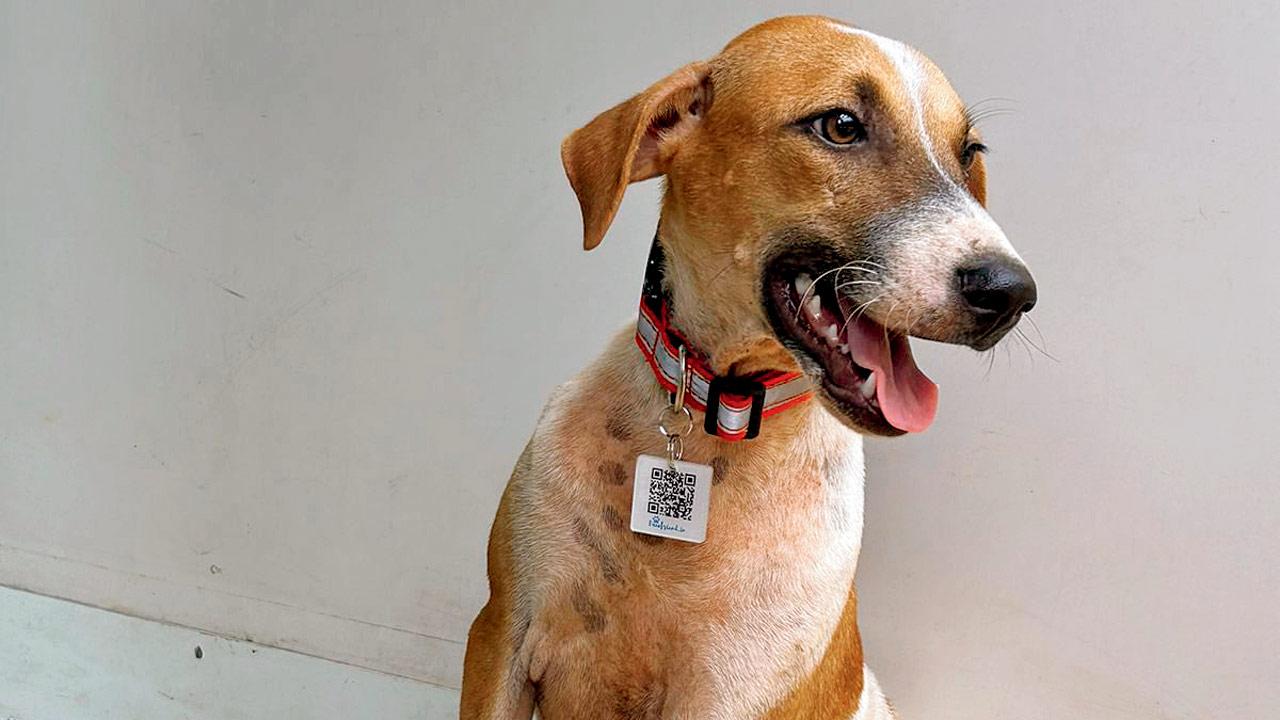 Stray feeders can attach QR codes to their community dogs’ collars to help locate them