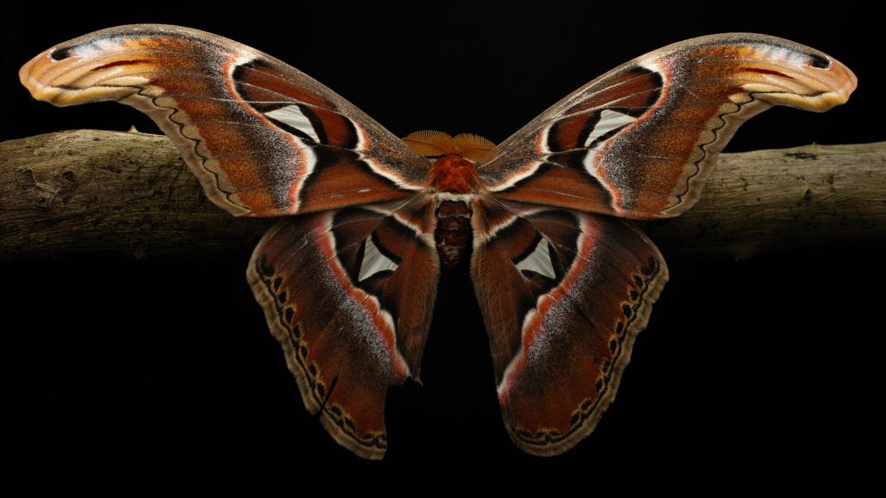 Name: Atlas Moth  Characteristics: One of the largest moths in the worldHabitat: Forested areasWhere in Mumbai: Sanjay Gandhi National Park, CEC (BNHS)Photo Credit: Eknath Mandal