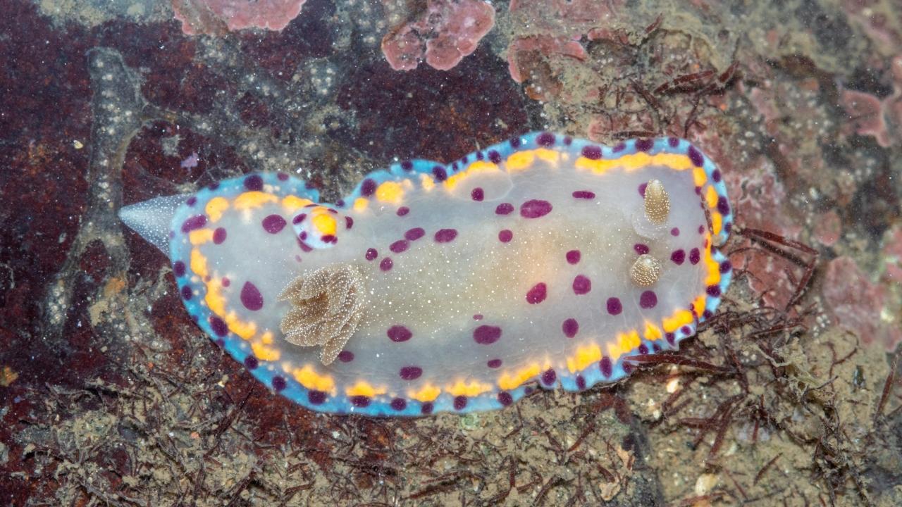 Name:  Bombay Dorid Slug  Characteristics: Recently rediscovered  (2017) Sea slug species named after Mumbai  Habitat: Tide Pools in Rocky Coastal areas  Where in Mumbai: Haji Ali, PDP and other parts of Mumbai coastPhoto Credit: Shaunak Modi