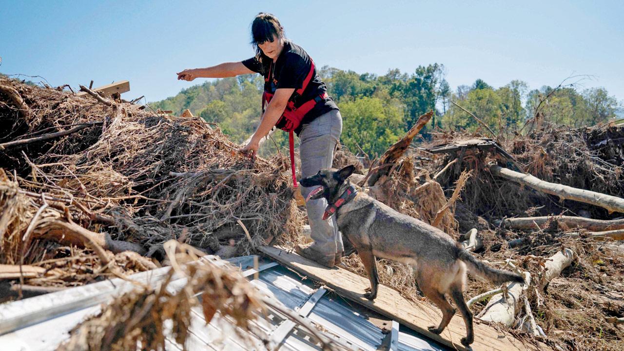 Cheryl Phillips and her three-year-old cadaver dog Kite search for bodies in North Carolina. Pic/AFP